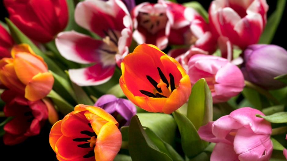Verbania, Pasqua in fiore: torna il Lungolago Fiorito in Piazza Ranzoni